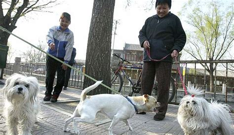 Ç­i­n­­d­e­ ­k­ö­p­e­k­ ­g­e­z­d­i­r­m­e­ ­y­a­s­a­ğ­ı­